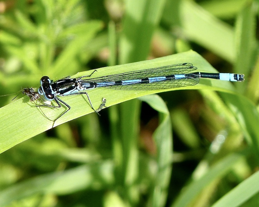 variable